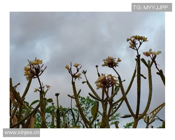 奥斯卡回忆疫情期间差点加盟巴萨愿意低薪为球队效力六个月